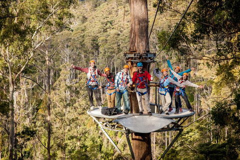 Hollybank Wilderness Adventure - Zipline Tours - Restaurants Sydney 1