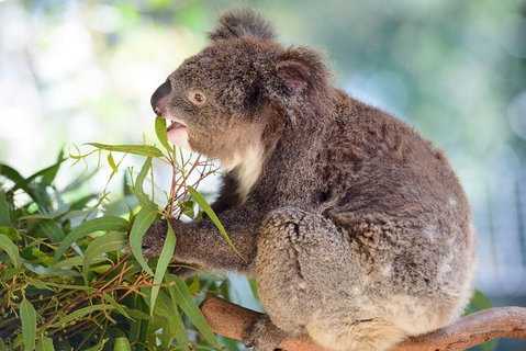 Blue Mountains Private Tour From Sydney With Featherdale Park - Restaurants Sydney 2