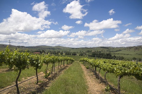 Hunter Valley Wine Tour From Sydney Incl Lunch, Cheese, Chocolate And Distillery - Restaurants Sydney 0