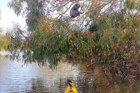 Kangaroo Island Self-Guided Kayaking On The Harriet River - Restaurants Sydney 4