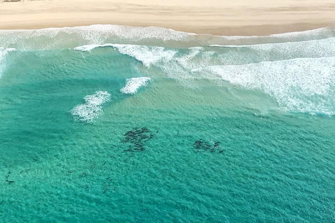 Coastal Helicopter Shared Flight - 20 Minutes - Restaurants Sydney 4
