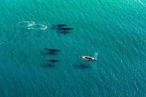 25-30 Minute Newcastle & Macquarie Helicopter Shared Flight - Restaurants Sydney 4