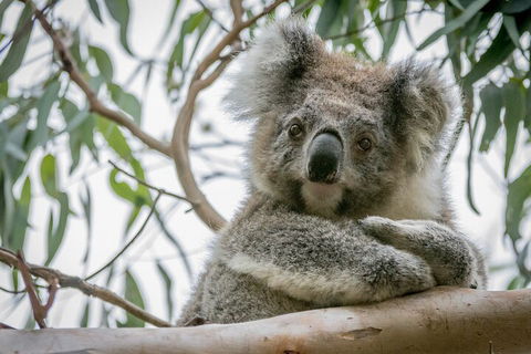 Great Ocean Road & Grampians National Park Tour - 3 Days, 2 Nights - Restaurants Sydney 2