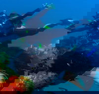 Scuba Dive the S.S. Yongala Wreck on the Great Barrier Reef. - Restaurants Sydney