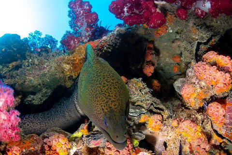 Scuba Dive The S.S. Yongala Wreck On The Great Barrier Reef. - Restaurants Sydney 1