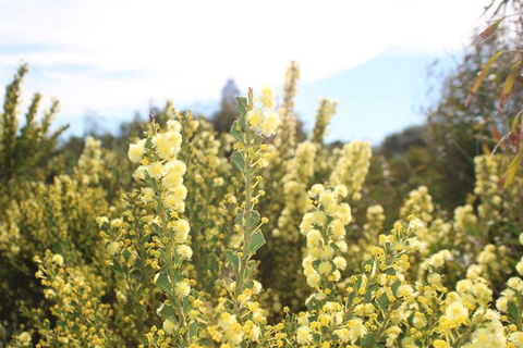 Margaret River Coastal And Wildlife Eco Trip From Busselton Or Dunsborough - Restaurants Sydney 4
